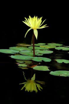Pond lily