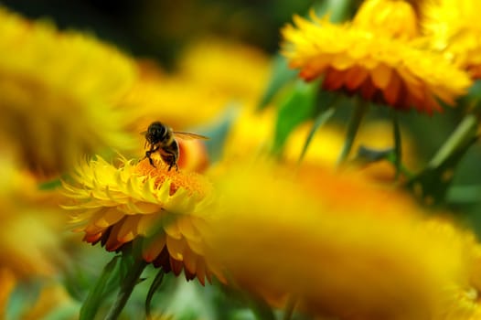 Bees