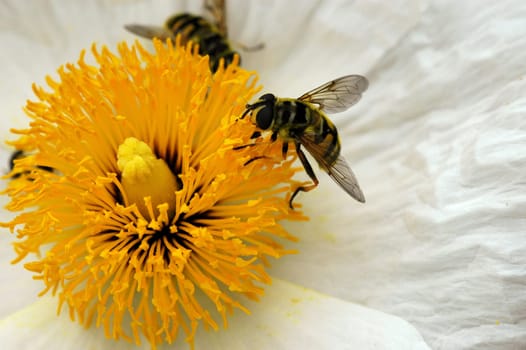 Fly