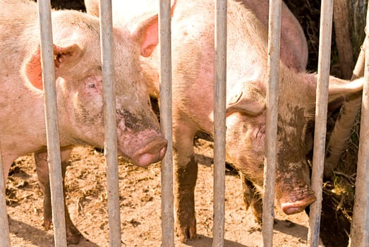 Organic pigs