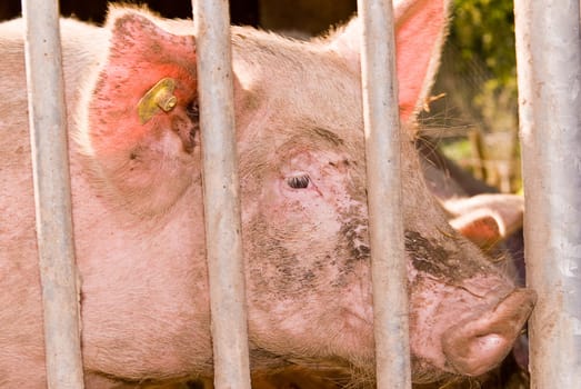 Organic Pig II
