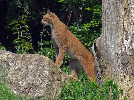 Northern Lynx
