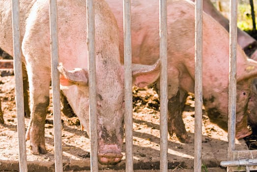 Organic Pigs II
