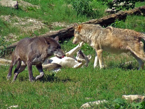 Wolves