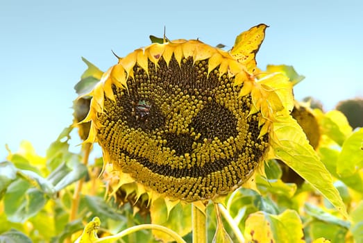 Sun Face