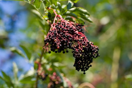 Elderberry on the bush
