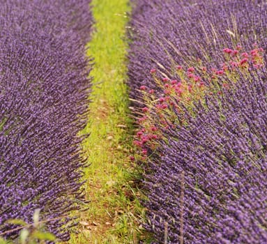 Lavender