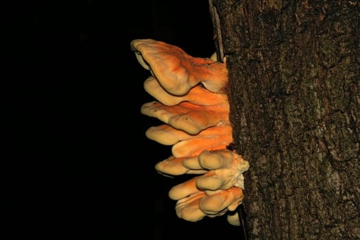 Tree Mushrooms III