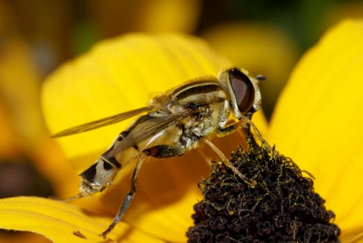 when sucking nectar