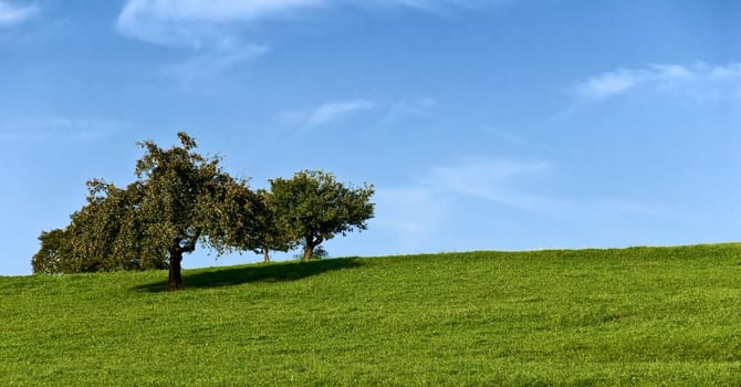 lush meadows