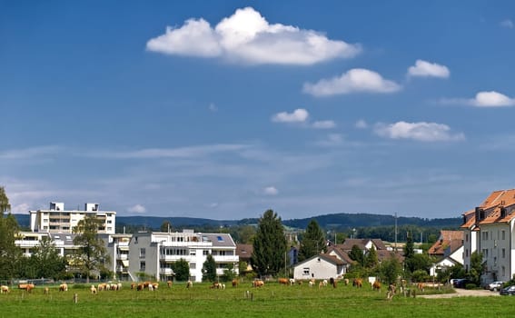 Cows as neighbours
