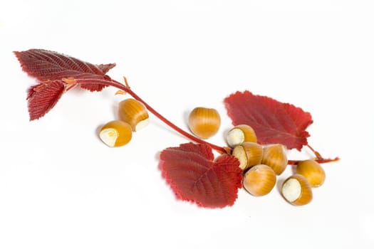 Hazelnuts
