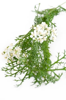 Yarrow