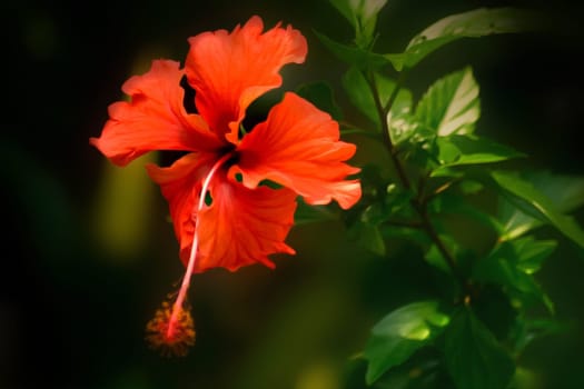My favorite flower,it accompanies me all summer and reminds me of Africa...