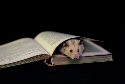 Bookworm