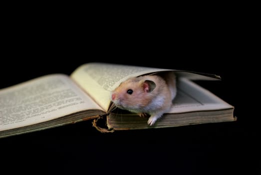 Bookworm