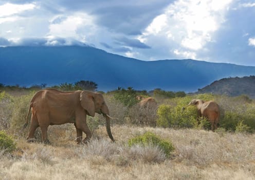 Wild Life