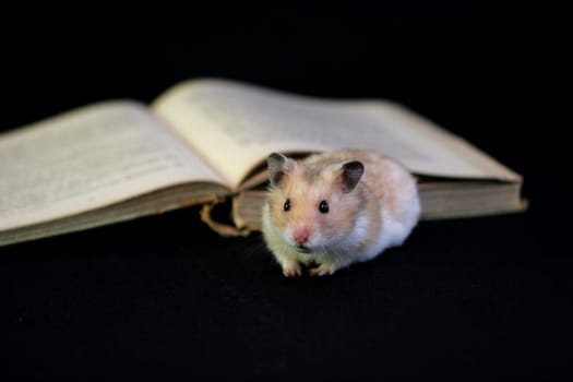 Reading hamster