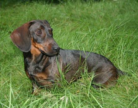 Giant Shorthair Dachshund