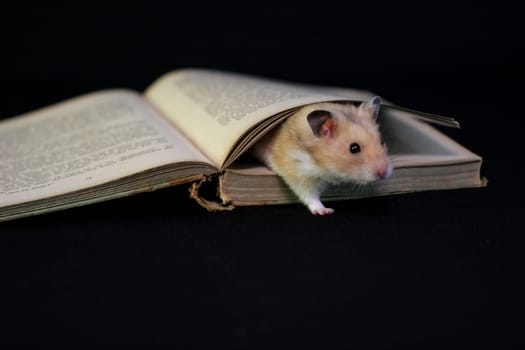 Golden hamster