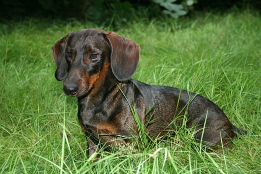Short-haired dachshund