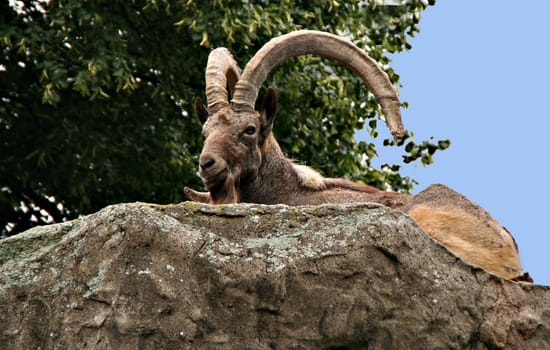 Capricorn