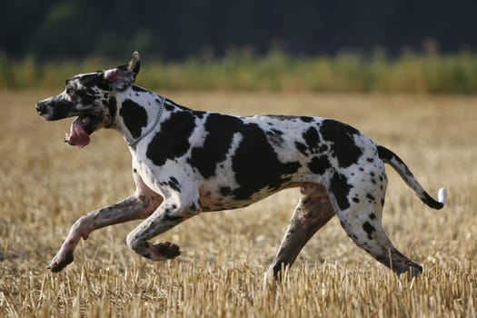 Great Dane male