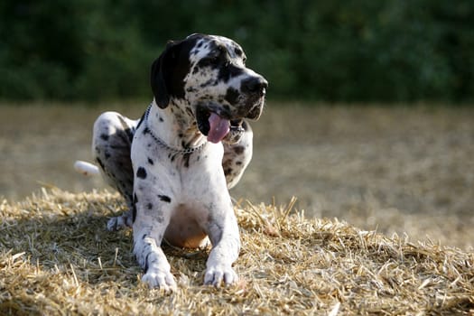 Great Dane male