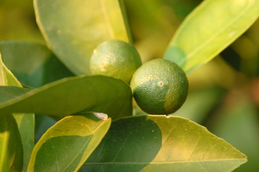 Green Lemons