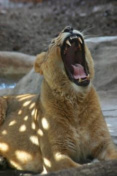 Yawning Lion