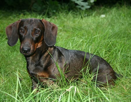 Giant Dachshund
