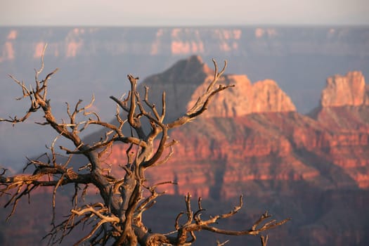 Evening atmosphere at the Grand Canyon