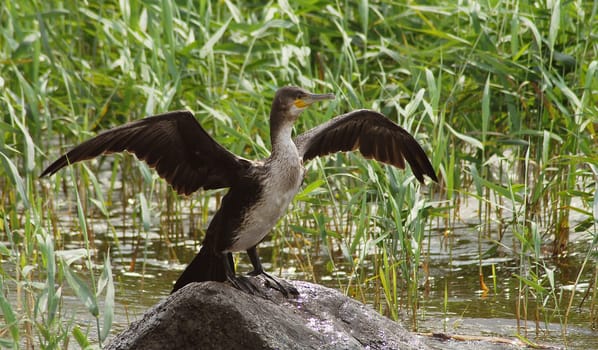 The Cormorant