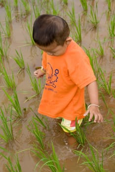 Boy in rice field