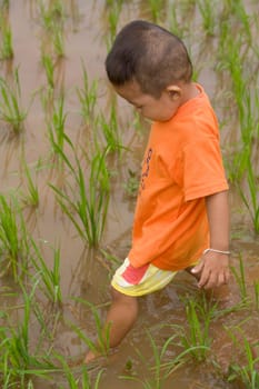 Boy in rice field