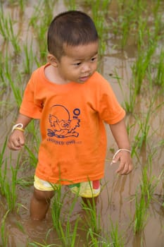 Boy in rice field