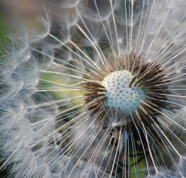 Dandelion