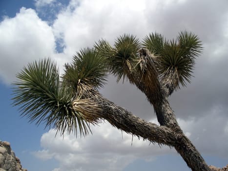 Joshua Tree National Park