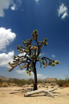 Joshua Tree National Park