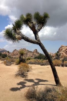 Joshua Tree National Park
