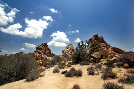 Joshua Tree National Park