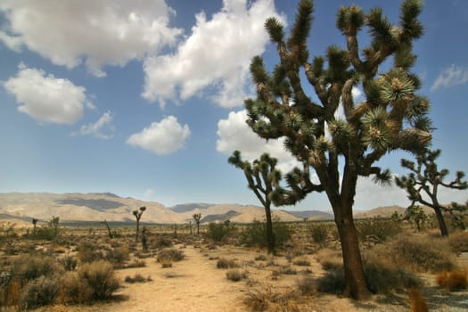 Joshua Tree National Park