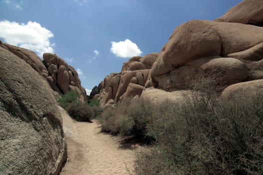 Wonderlands of Rocks Joshua Tree NP