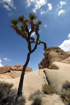 Yucca brevifolia