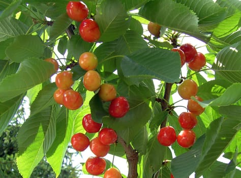 Cherry 01