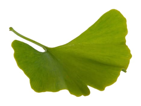 Ginkgo 05