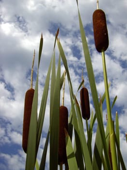 Cattail 01