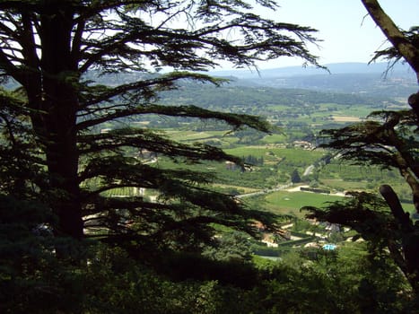 Cedar 06