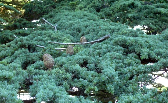 Cedar 05