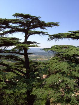 Cedar 09